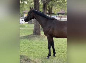 Caballo de deporte alemán, Caballo castrado, 4 años, 164 cm, Castaño oscuro