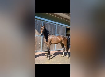 Caballo de deporte alemán, Caballo castrado, 4 años, 164 cm, Castaño oscuro