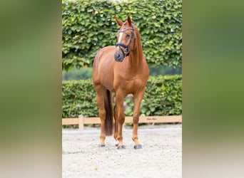 Caballo de deporte alemán, Caballo castrado, 4 años, 165 cm, Alazán