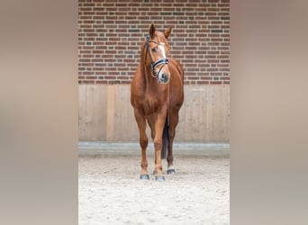 Caballo de deporte alemán, Caballo castrado, 4 años, 165 cm, Alazán
