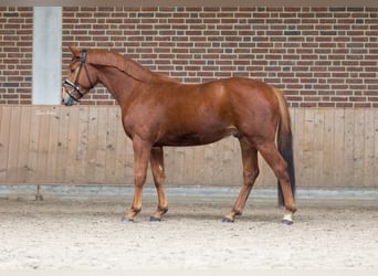 Caballo de deporte alemán, Caballo castrado, 4 años, 165 cm, Alazán