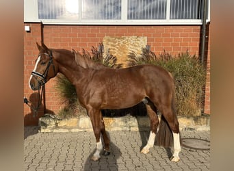 Caballo de deporte alemán, Caballo castrado, 4 años, 165 cm, Alazán