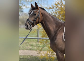 Caballo de deporte alemán, Caballo castrado, 4 años, 165 cm, Alazán-tostado