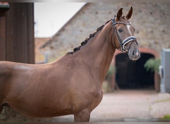 Caballo de deporte alemán, Caballo castrado, 4 años, 165 cm, Alazán-tostado