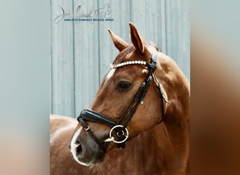 Caballo de deporte alemán, Caballo castrado, 4 años, 165 cm, Alazán-tostado