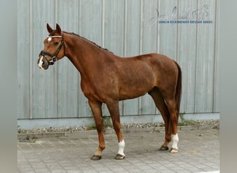 Caballo de deporte alemán, Caballo castrado, 4 años, 165 cm, Alazán-tostado