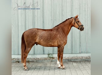 Caballo de deporte alemán, Caballo castrado, 4 años, 165 cm, Alazán-tostado