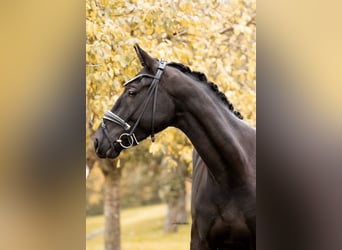 Caballo de deporte alemán, Caballo castrado, 4 años, 165 cm