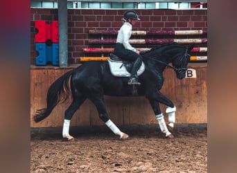 Caballo de deporte alemán, Caballo castrado, 4 años, 165 cm