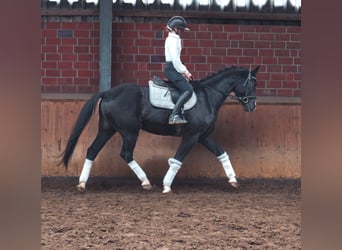 Caballo de deporte alemán, Caballo castrado, 4 años, 165 cm