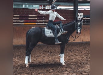 Caballo de deporte alemán, Caballo castrado, 4 años, 165 cm