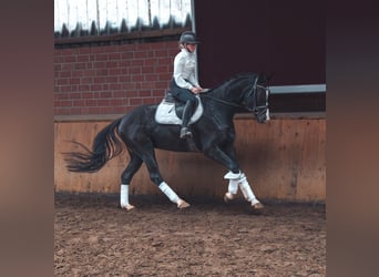 Caballo de deporte alemán, Caballo castrado, 4 años, 165 cm