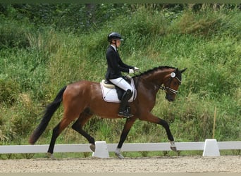 Caballo de deporte alemán, Caballo castrado, 4 años, 165 cm, Castaño