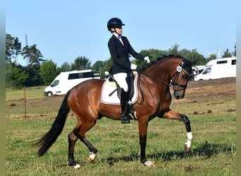 Caballo de deporte alemán, Caballo castrado, 4 años, 165 cm, Castaño
