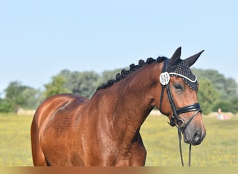 Caballo de deporte alemán, Caballo castrado, 4 años, 165 cm, Castaño