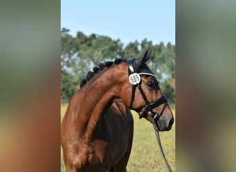 Caballo de deporte alemán, Caballo castrado, 4 años, 165 cm, Castaño