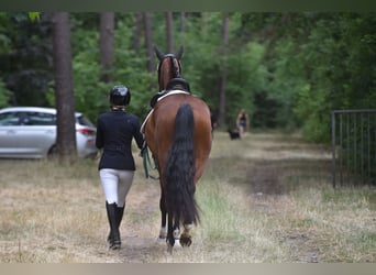 Caballo de deporte alemán, Caballo castrado, 4 años, 165 cm, Castaño