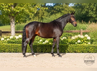 Caballo de deporte alemán, Caballo castrado, 4 años, 165 cm, Castaño oscuro