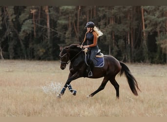 Caballo de deporte alemán, Caballo castrado, 4 años, 165 cm, Castaño oscuro