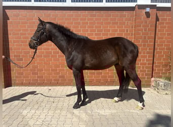 Caballo de deporte alemán, Caballo castrado, 4 años, 165 cm, Castaño oscuro