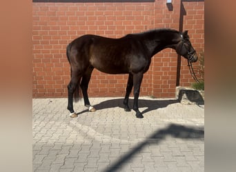 Caballo de deporte alemán, Caballo castrado, 4 años, 165 cm, Castaño oscuro