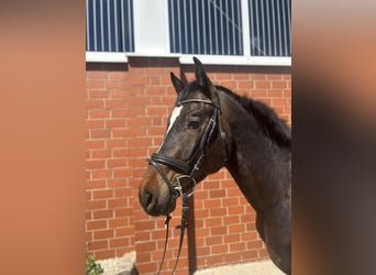 Caballo de deporte alemán, Caballo castrado, 4 años, 165 cm, Castaño oscuro