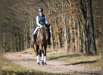 Caballo de deporte alemán, Caballo castrado, 4 años, 165 cm, Morcillo