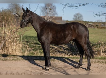 Caballo de deporte alemán, Caballo castrado, 4 años, 165 cm, Negro