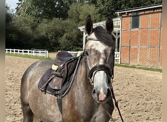 Caballo de deporte alemán, Caballo castrado, 4 años, 165 cm, Tordo