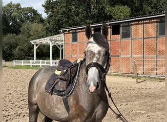 Caballo de deporte alemán, Caballo castrado, 4 años, 165 cm, Tordo