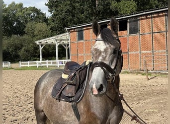 Caballo de deporte alemán, Caballo castrado, 4 años, 165 cm, Tordo
