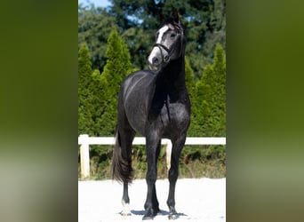 Caballo de deporte alemán, Caballo castrado, 4 años, 165 cm, Tordo