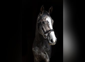 Caballo de deporte alemán, Caballo castrado, 4 años, 165 cm, Tordo