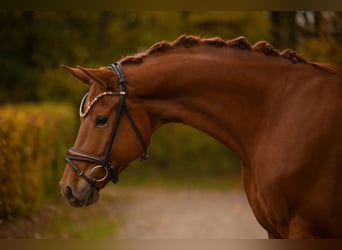 Caballo de deporte alemán, Caballo castrado, 4 años, 166 cm, Alazán