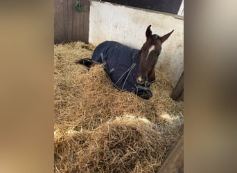 Caballo de deporte alemán, Caballo castrado, 4 años, 166 cm, Alazán-tostado