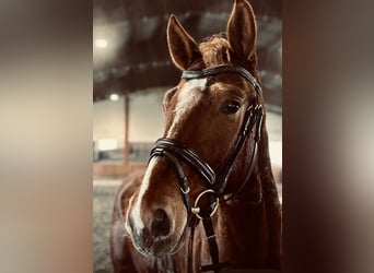 Caballo de deporte alemán, Caballo castrado, 4 años, 166 cm, Alazán-tostado