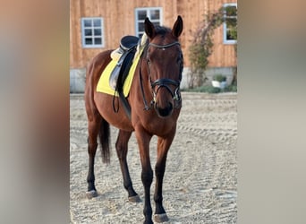 Caballo de deporte alemán, Caballo castrado, 4 años, 166 cm, Castaño