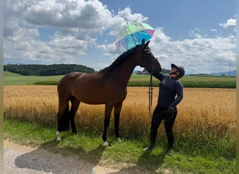 Caballo de deporte alemán, Caballo castrado, 4 años, 166 cm, Castaño