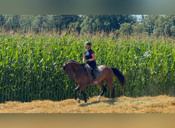 Caballo de deporte alemán, Caballo castrado, 4 años, 166 cm, Castaño