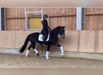 Caballo de deporte alemán, Caballo castrado, 4 años, 166 cm, Castaño oscuro