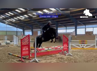 Caballo de deporte alemán, Caballo castrado, 4 años, 166 cm, Castaño oscuro