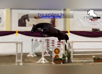 Caballo de deporte alemán, Caballo castrado, 4 años, 166 cm, Castaño oscuro