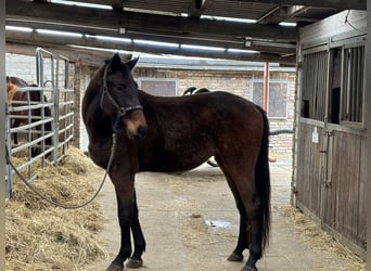 Caballo de deporte alemán, Caballo castrado, 4 años, 166 cm, Castaño oscuro