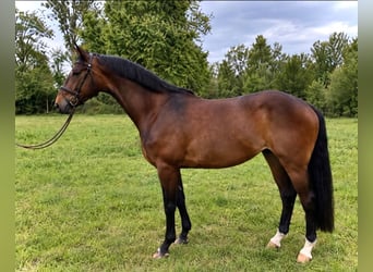 Caballo de deporte alemán, Caballo castrado, 4 años, 166 cm, Castaño oscuro