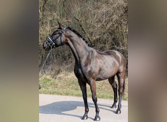 Caballo de deporte alemán, Caballo castrado, 4 años, 166 cm, Negro