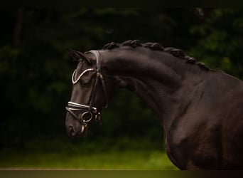 Caballo de deporte alemán, Caballo castrado, 4 años, 166 cm, Negro