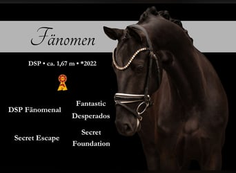 Caballo de deporte alemán, Caballo castrado, 4 años, 166 cm, Negro