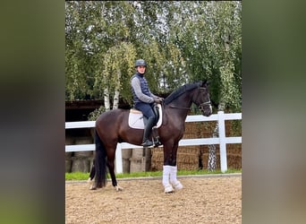 Caballo de deporte alemán, Caballo castrado, 4 años, 166 cm, Negro