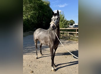 Caballo de deporte alemán, Caballo castrado, 4 años, 166 cm, Tordo