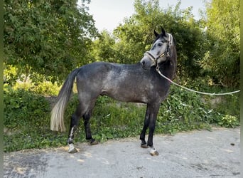 Caballo de deporte alemán, Caballo castrado, 4 años, 166 cm, Tordo